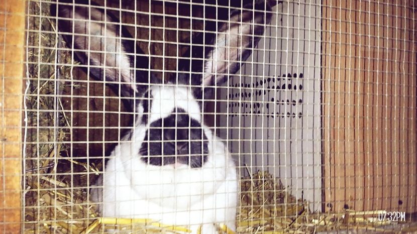 dupa ce am aranjat cuibul... - 04  Femela 4 H36 R1167