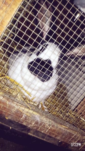 putin relax... - 04  Femela 4 H36 R1167