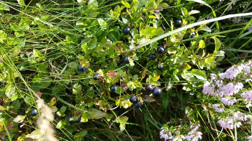 IMG-20160810-WA0076 - Wiclow