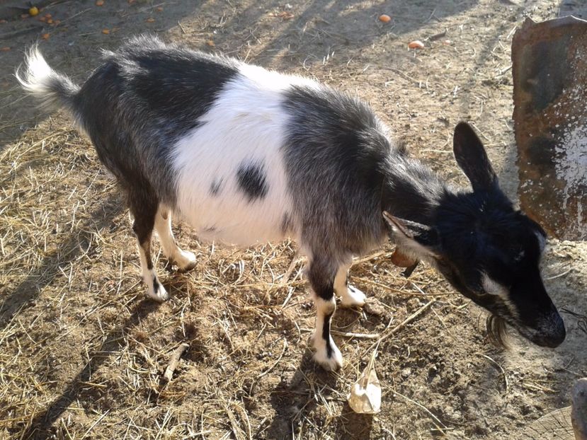 Fotografie0018 capra cerasela (1) - a---capra cerasela