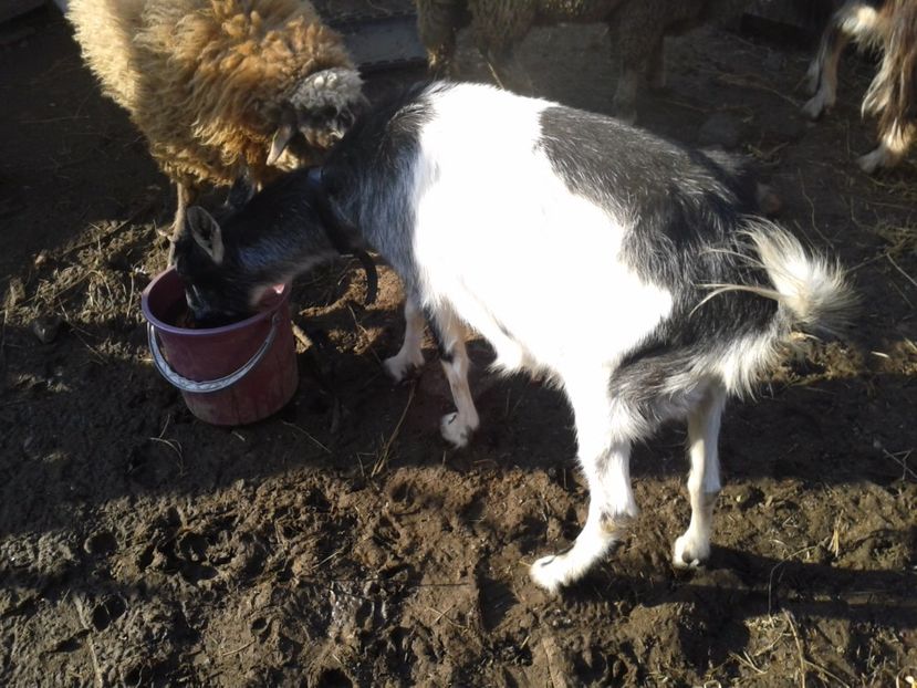 Fotografie0111 cerasela (1) - a---capra cerasela