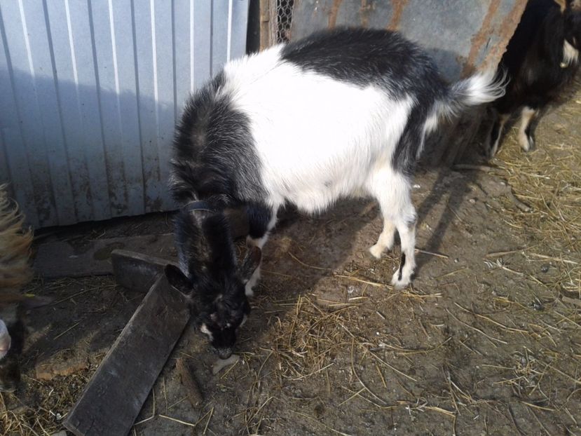 Fotografie0151 cerasela (1) - a---capra cerasela