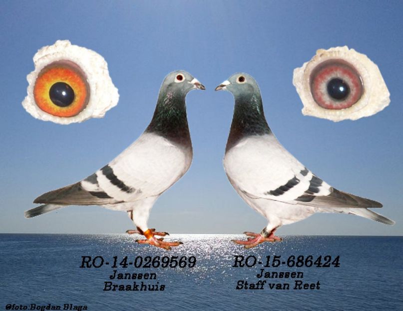 3w6h-2js9w37zcwyu-d7lo - POZE PERECHI MATCA 2017