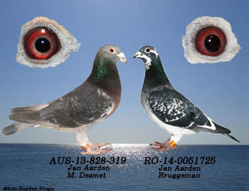 3w6h-2m3ixsllq7dy-c9f8m - POZE PERECHI MATCA 2017