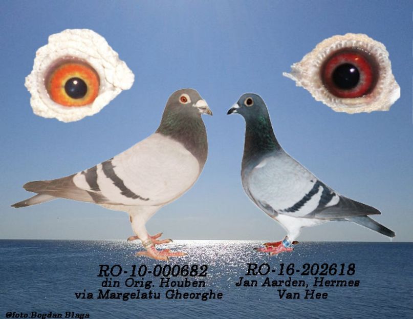 3w6h-5dff90l5y1gs-g1e31 - POZE PERECHI MATCA 2017