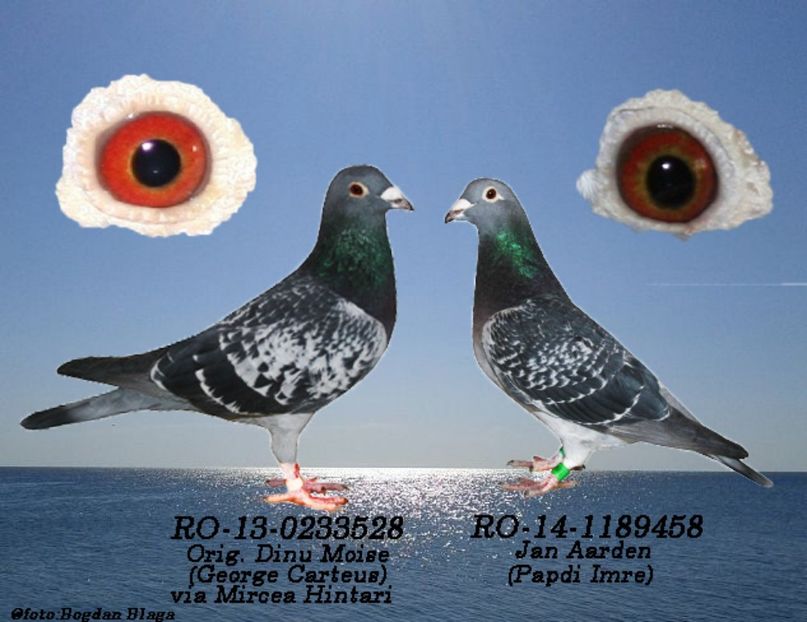 3w6h-5oq263vj6m7g-86cws - POZE PERECHI MATCA 2017