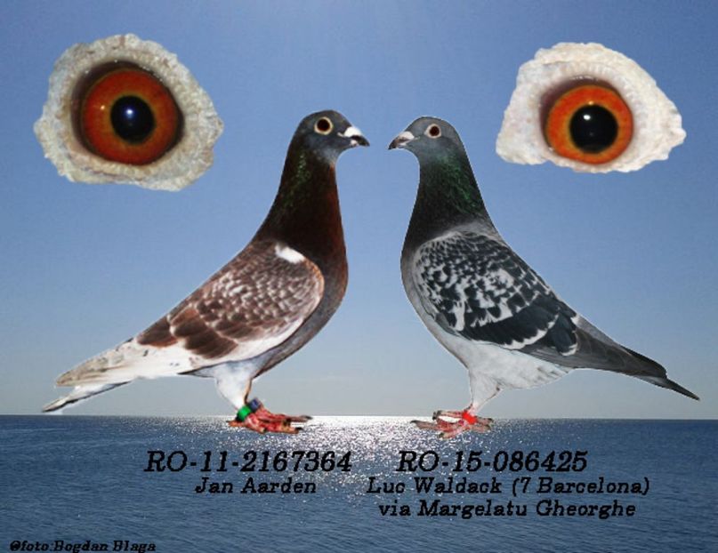 3w6h-5twj4oyyihtg-hk8k - POZE PERECHI MATCA 2017