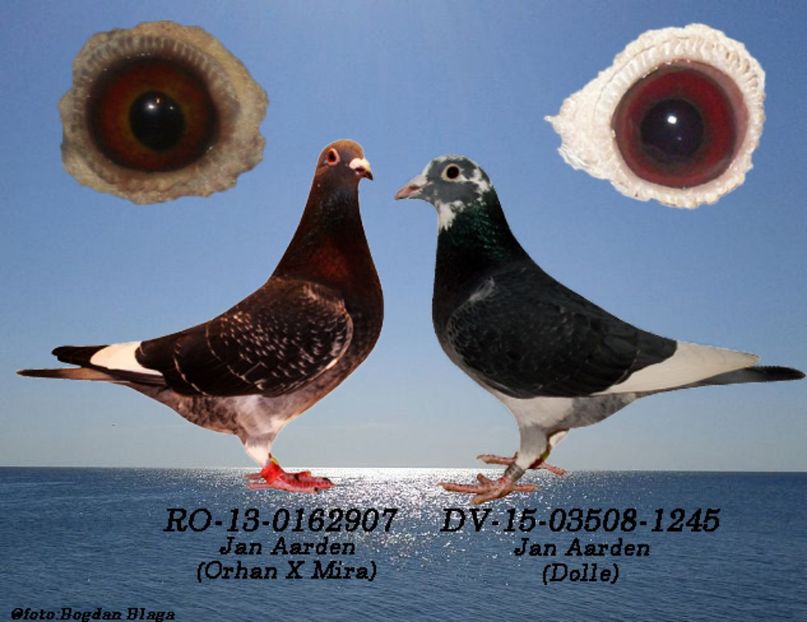 3w6h-6fkmeix3t7zo-eblsn - POZE PERECHI MATCA 2017