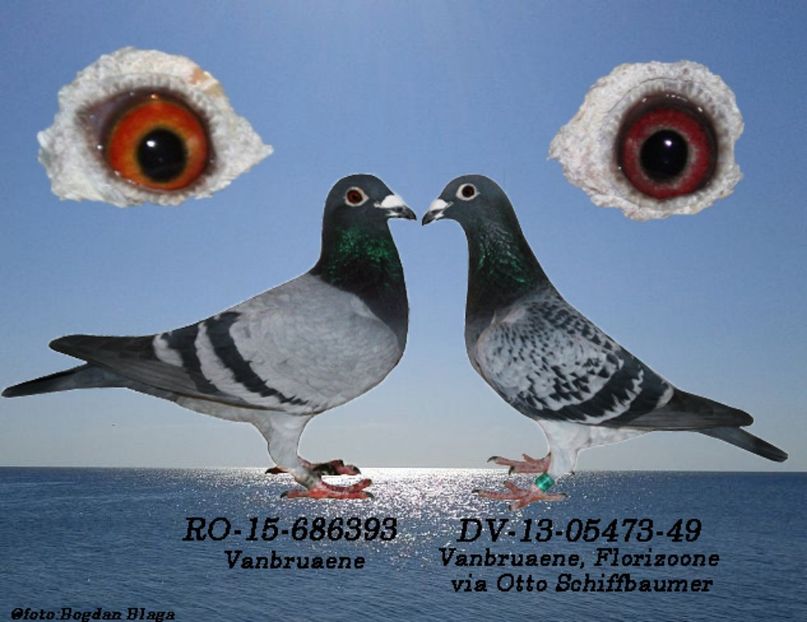 3w6h-6pe36kgcx23w-no4fv - POZE PERECHI MATCA 2017