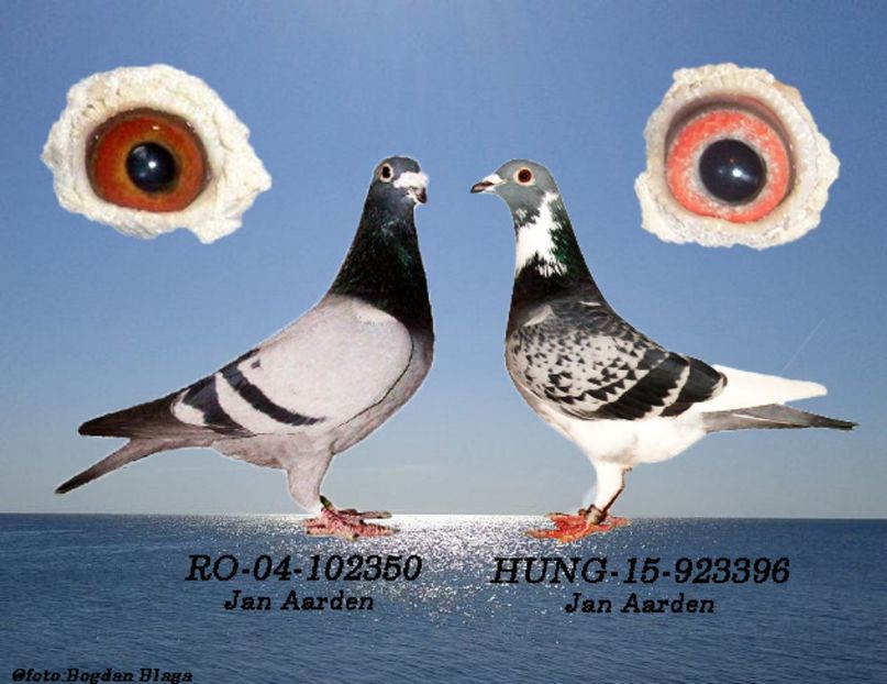 3w6h-61lo1yvabues-n5v3 - POZE PERECHI MATCA 2017