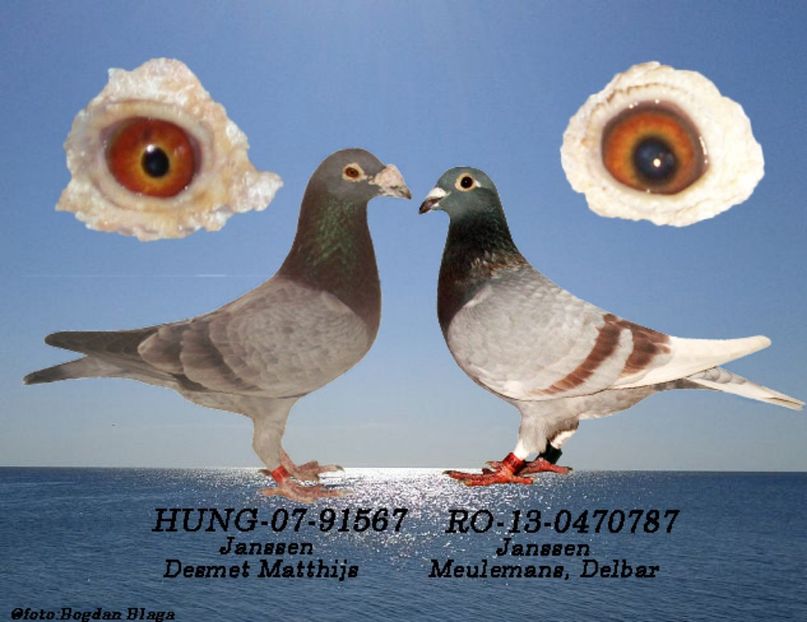 3w6h-66n7s34v9y9g-w6x35 - POZE PERECHI MATCA 2017