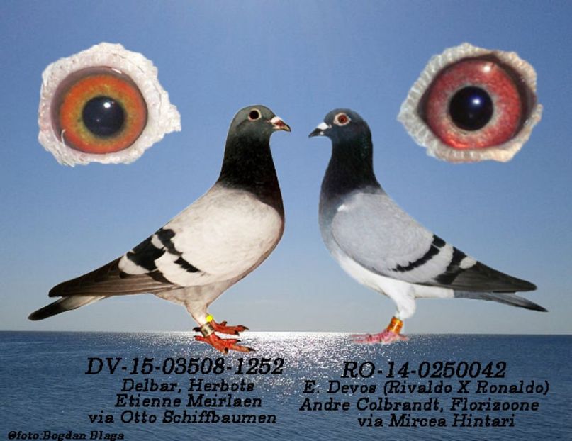 3w6h-68daps5d00rw-n7q0s - POZE PERECHI MATCA 2017