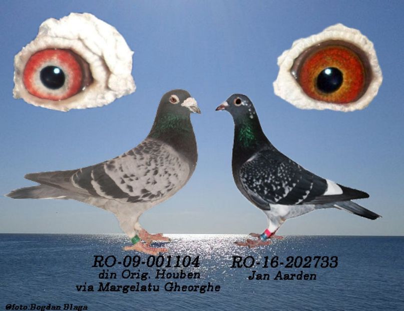 3w6h-520s282x4w6k-56oky - POZE PERECHI MATCA 2017