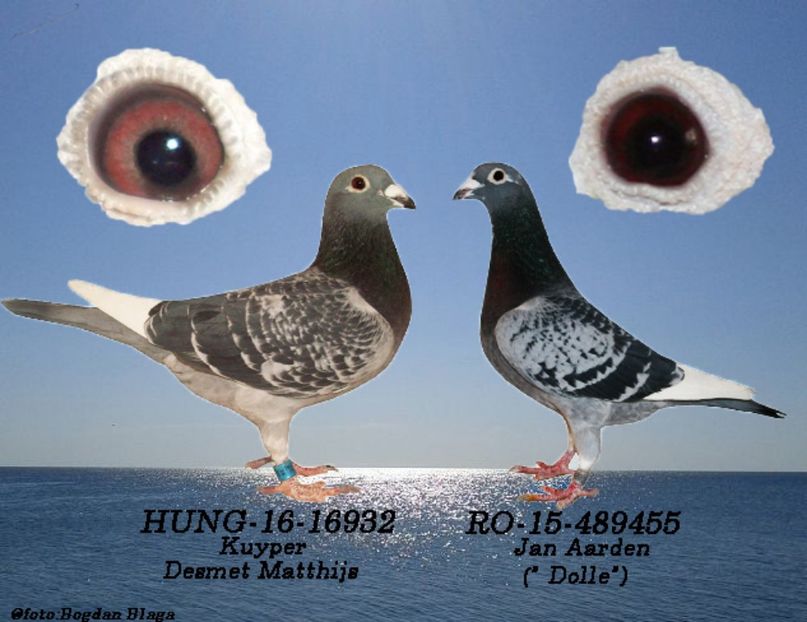 3w6h-606njkbrs99o-k9hlh - POZE PERECHI MATCA 2017