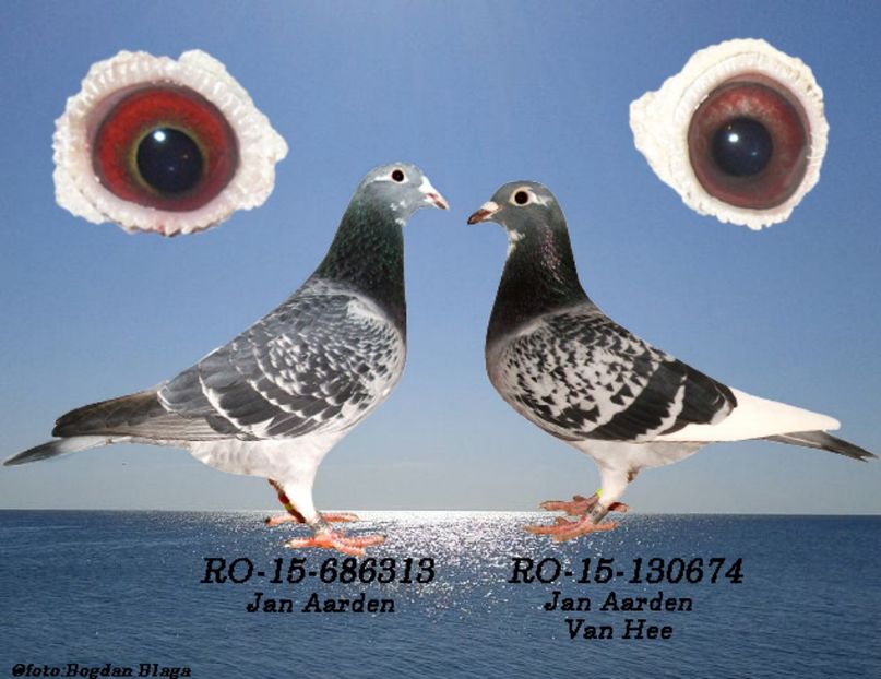 3w6h-1pqhzyzhlizg-g8mzx - POZE PERECHI MATCA 2017