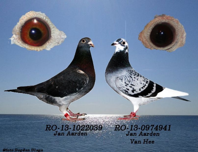 3w6h-1w7hh7pyv1p8-42yxa - POZE PERECHI MATCA 2017