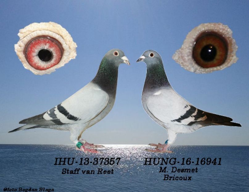 3w6h-2tsf01nn0v6u-xonsv - POZE PERECHI MATCA 2017