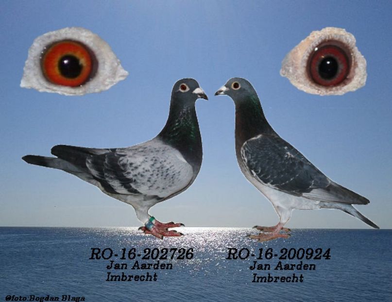 3w6h-2vm04mt93mcm-rksgo - POZE PERECHI MATCA 2017