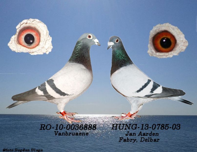 3w6h-2xg2z9ng7r3a-2aygz - POZE PERECHI MATCA 2017