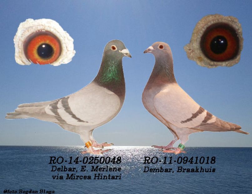 3w6h-3ogx0egdzmes-srf20 - POZE PERECHI MATCA 2017