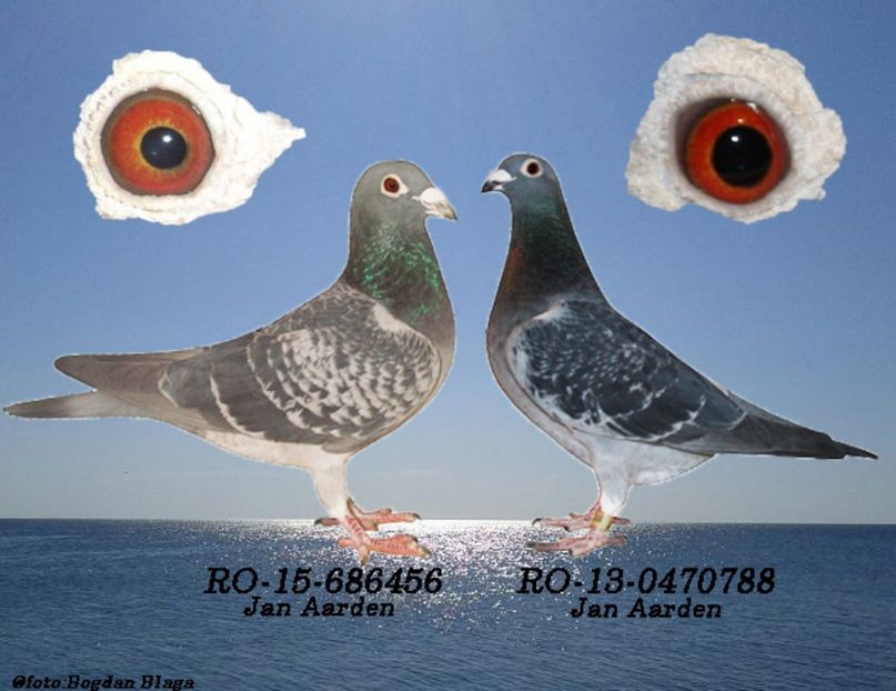 3w6h-4xu4b5px50z8-ge5hc - POZE PERECHI MATCA 2017