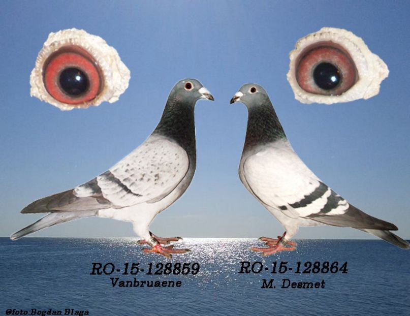 3w6h-5bb4gj4r35f8-iulnj - POZE PERECHI MATCA 2017