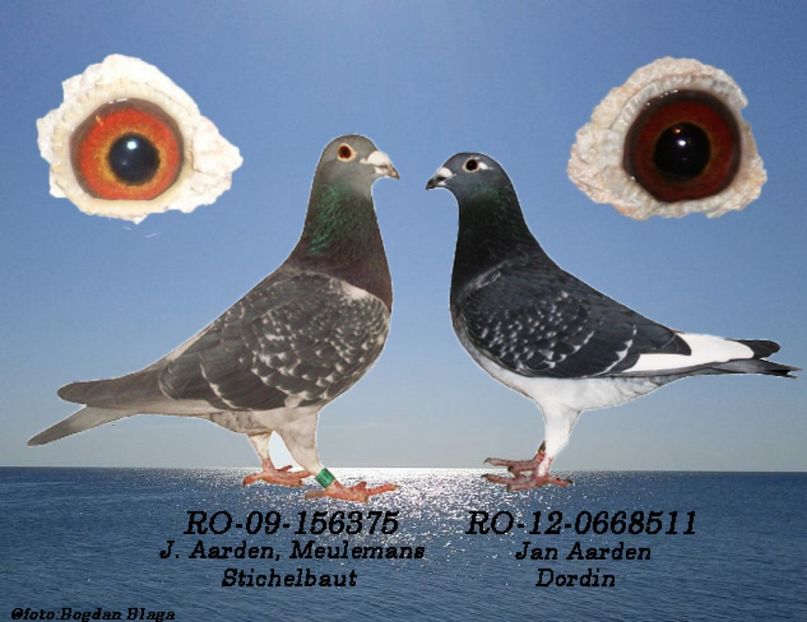 3w6h-14b1y8o30fcy-kqaxs - POZE PERECHI MATCA 2017