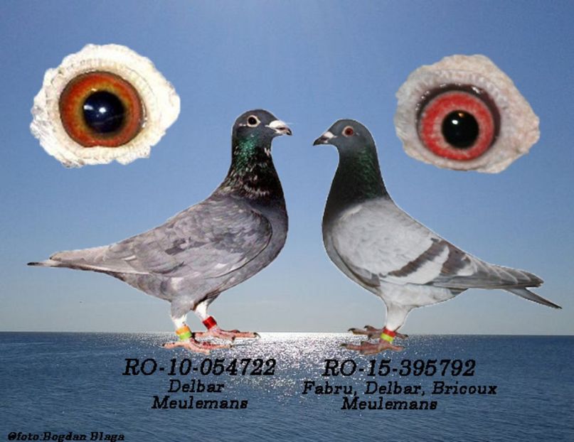 3w6h-16ii683flsxu-7ng1c - POZE PERECHI MATCA 2017