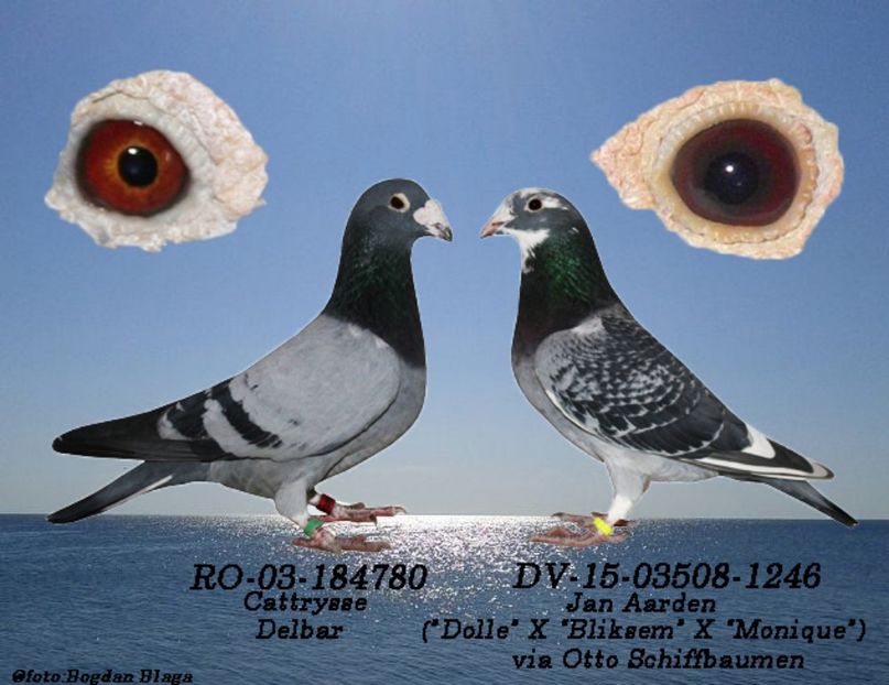 3w6h-18kv4t00qs3m-9z2ep - POZE PERECHI MATCA 2017