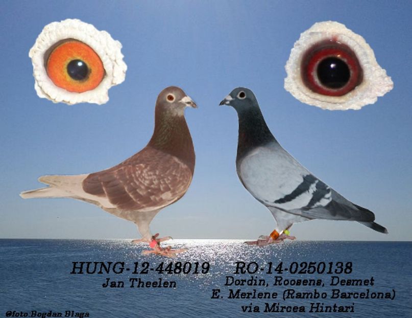 3w6h-50cwvqn1z3g4-h4hii - POZE PERECHI MATCA 2017