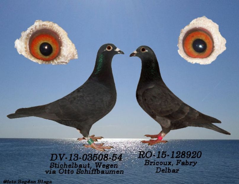 3w6h-54h7wxx0nqd0-p1odo - POZE PERECHI MATCA 2017