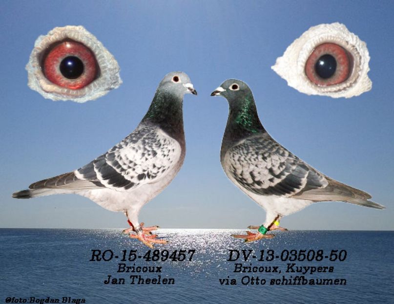 3w6h-58y4bdokjino-jl9i4 - POZE PERECHI MATCA 2017