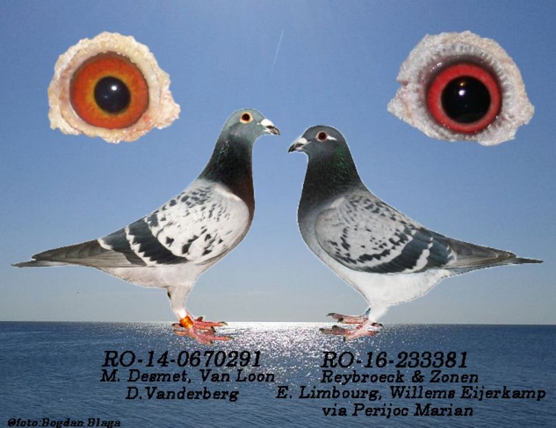 3w6h-q2nny3m6bb6-6zh68 - POZE PERECHI MATCA 2017