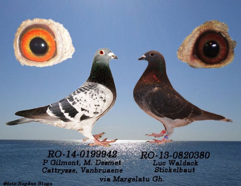 3w6h-twsvv4eb5xe-x1d7r - POZE PERECHI MATCA 2017