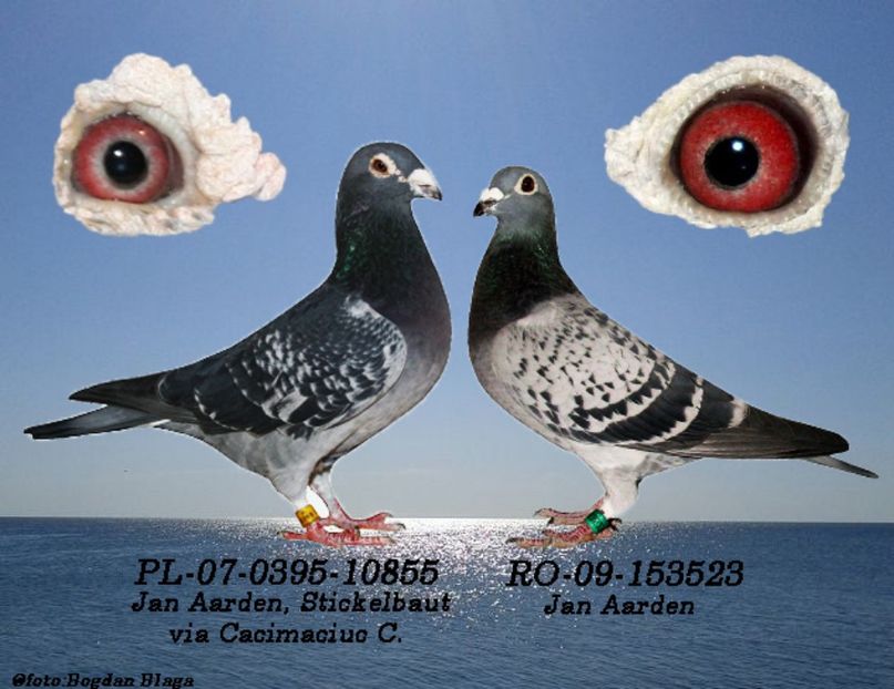 3w6h-w2szzoibxky-dxg3x - POZE PERECHI MATCA 2017