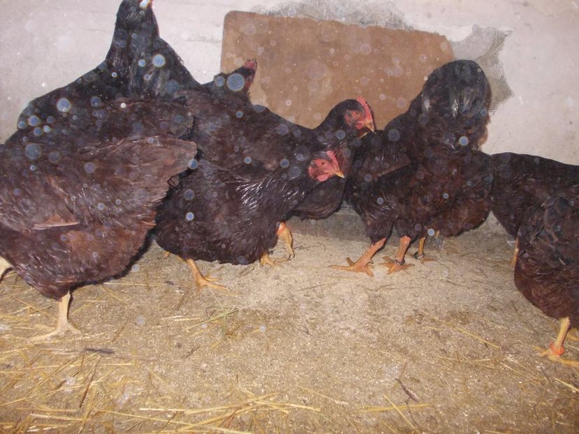  - Gaini Rhode Island matca 2017 oua de vanzare