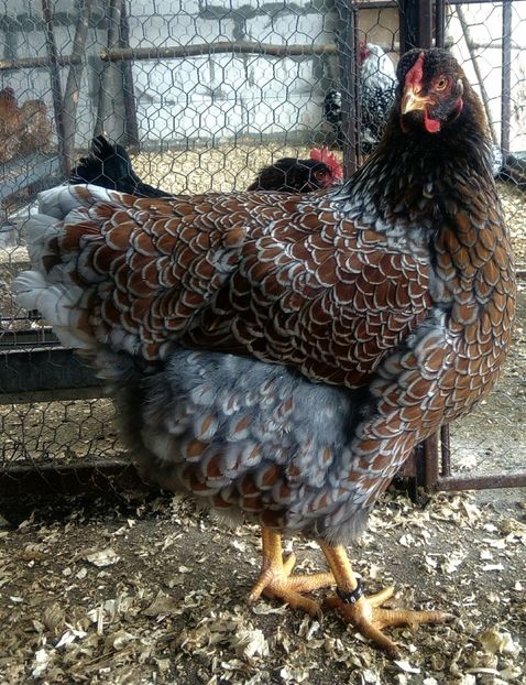 Wyandotte auriu-albastru 2017 - Wyandotte auriu-albastru