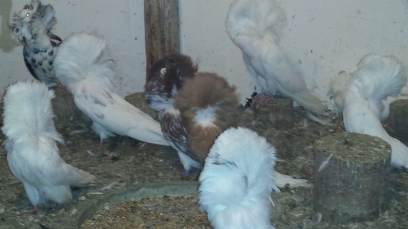  - POZE CU PORUMBEI MEI