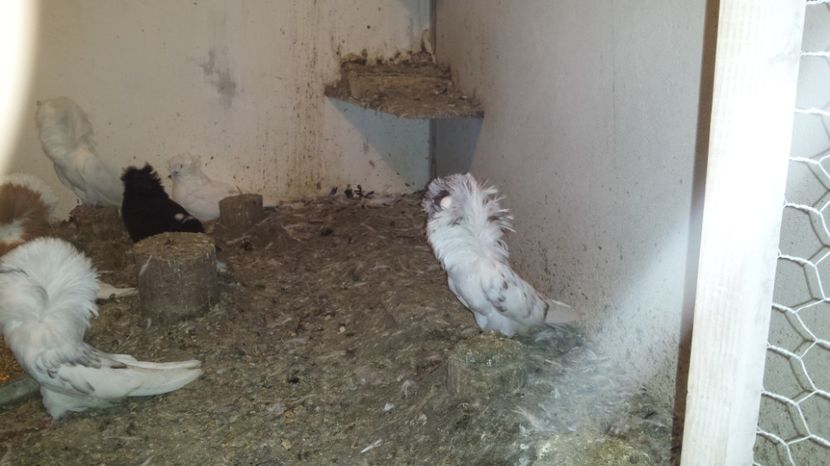  - POZE CU PORUMBEI MEI