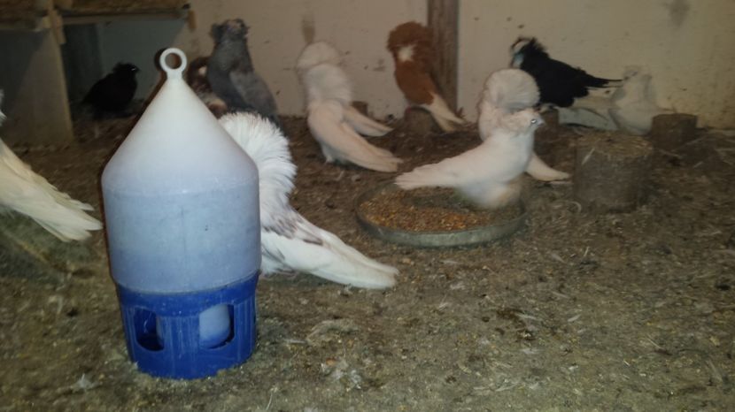  - POZE CU PORUMBEI MEI