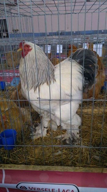 received_1174029349381473 - Cocosi pt 2017