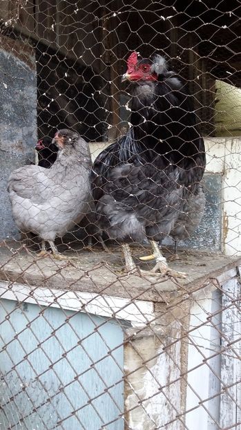  - Araucana albastru