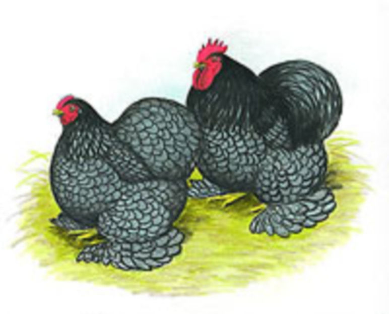 blue_cochin_bantams_main - Cochinchina Pitic