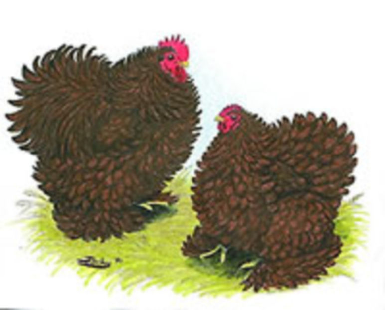 red_frizzle_cochin_main - Cochinchina Pitic