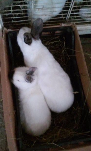  - LISTA CUMPARATORILOR