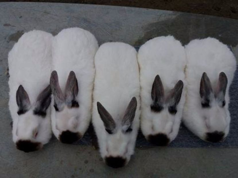  - Arhivă-Californieni