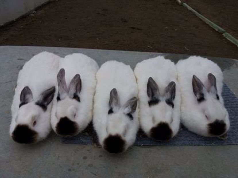  - Arhivă-Californieni