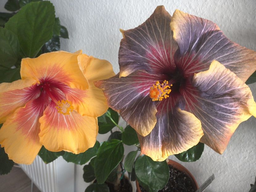 WIN_20170303_102503 - 02Hibiscus