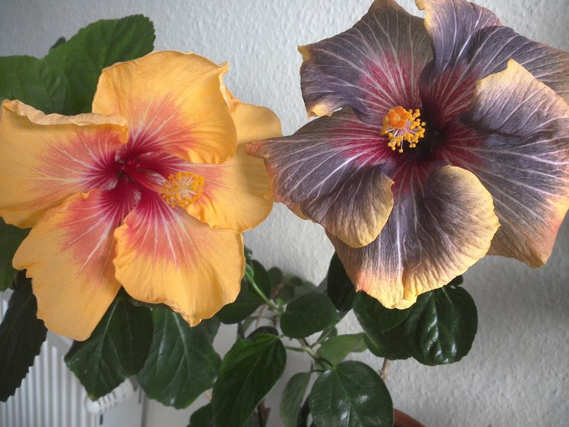 WIN_20170303_102509 - 02Hibiscus