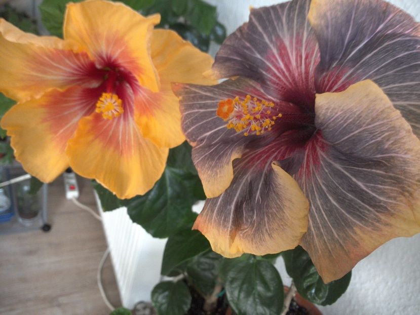 WIN_20170303_102520 - 02Hibiscus